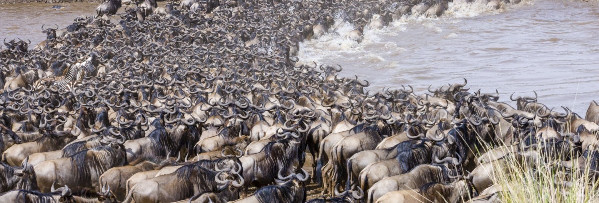 7 Days Serengeti Migration
