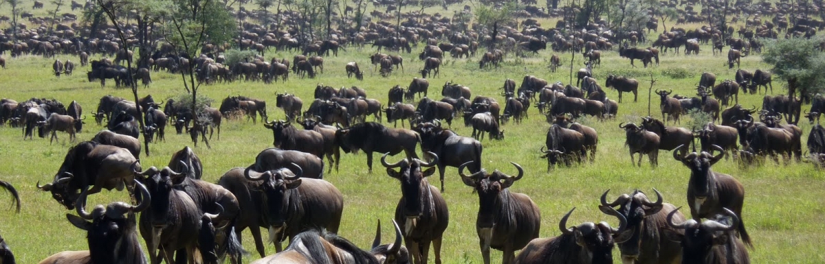 5 Day Serengeti Migration