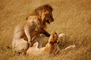 Lion and Lioness Masai Mara