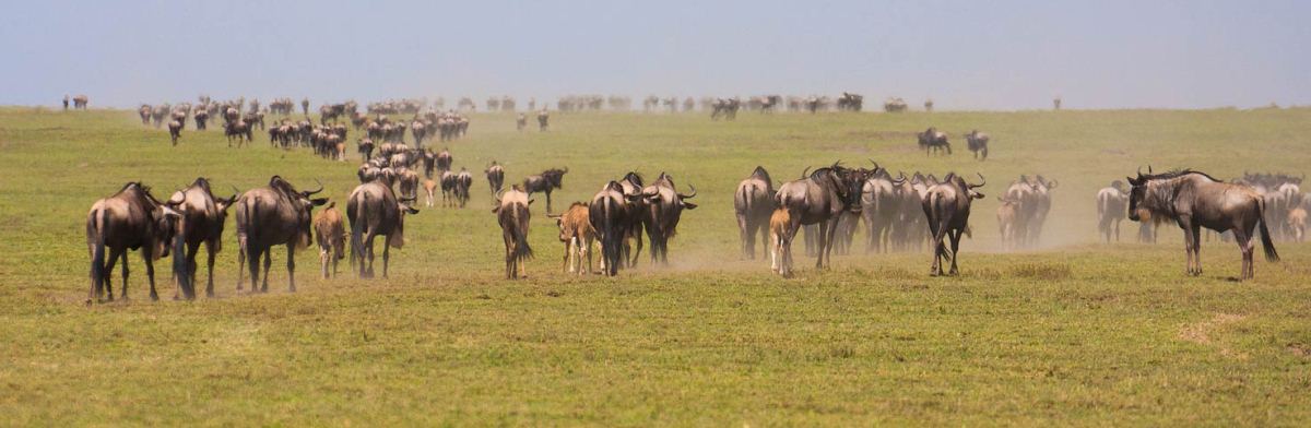 6 Day Serengeti Migration Safari