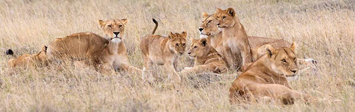 Serengeti Highlights | 3-Days Budget Safari.