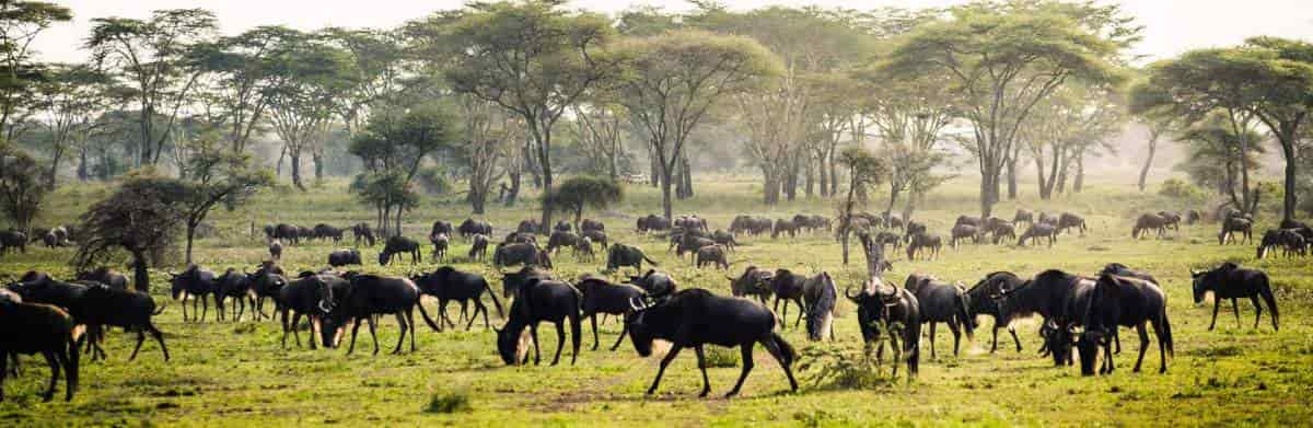 3 Day Wildebeest Migration Safari