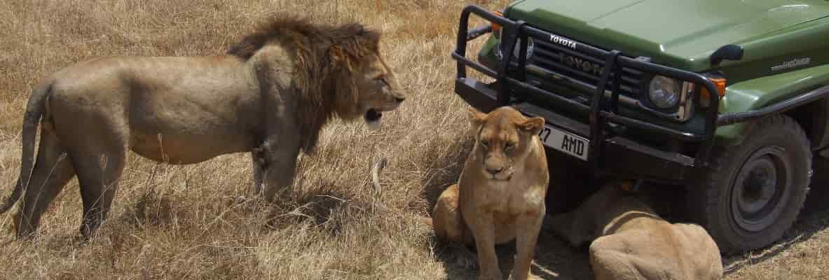 Tanzania Safari Packages