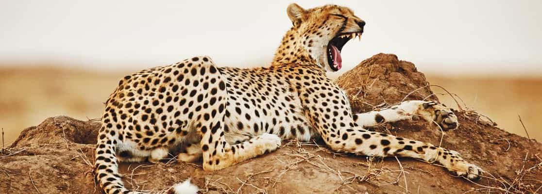 Tanzania Travel Tours & Safari Packages