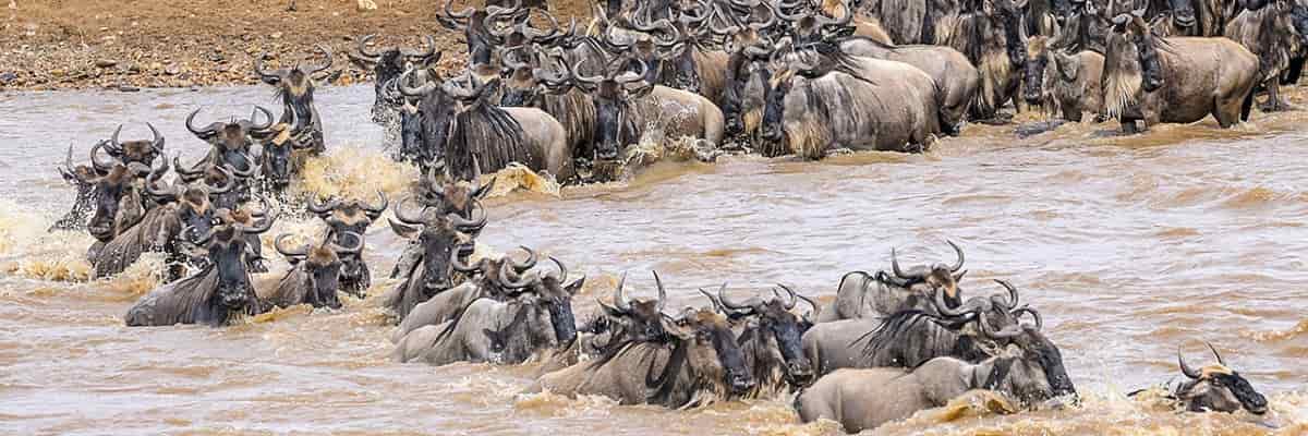 Serengeti Safari & Tour Packages