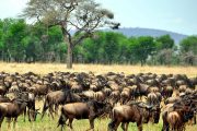 Migration safari herds Mara