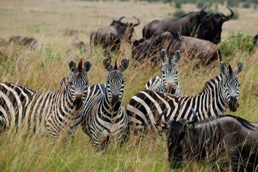 3 day masai mara lodge safari