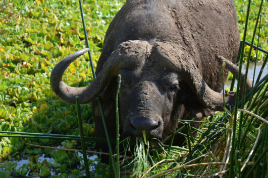 6 days Budget safari Tanzania