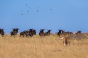 3 days Masai Mara safari lioness