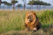 3 days Masai mara safari lion