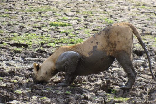 Southern Tanzania safari