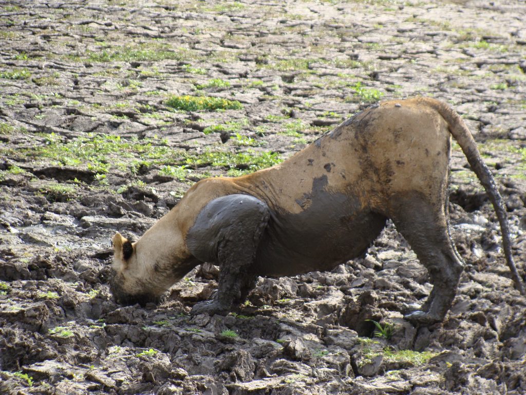 Southern Tanzania safari