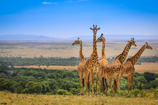 4 Days Masai Mara and Amboseli Budget Camping Safari