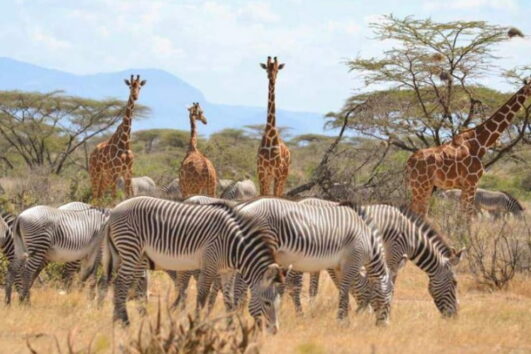 3 Days Samburu Private Safari Kenya budget camp tour