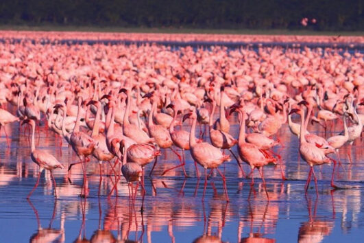 4 Days Kenya Maasai Mara & Lake Nakuru Budget Camp Tour