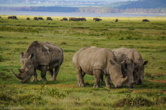 Lake Nakuru Day Trip