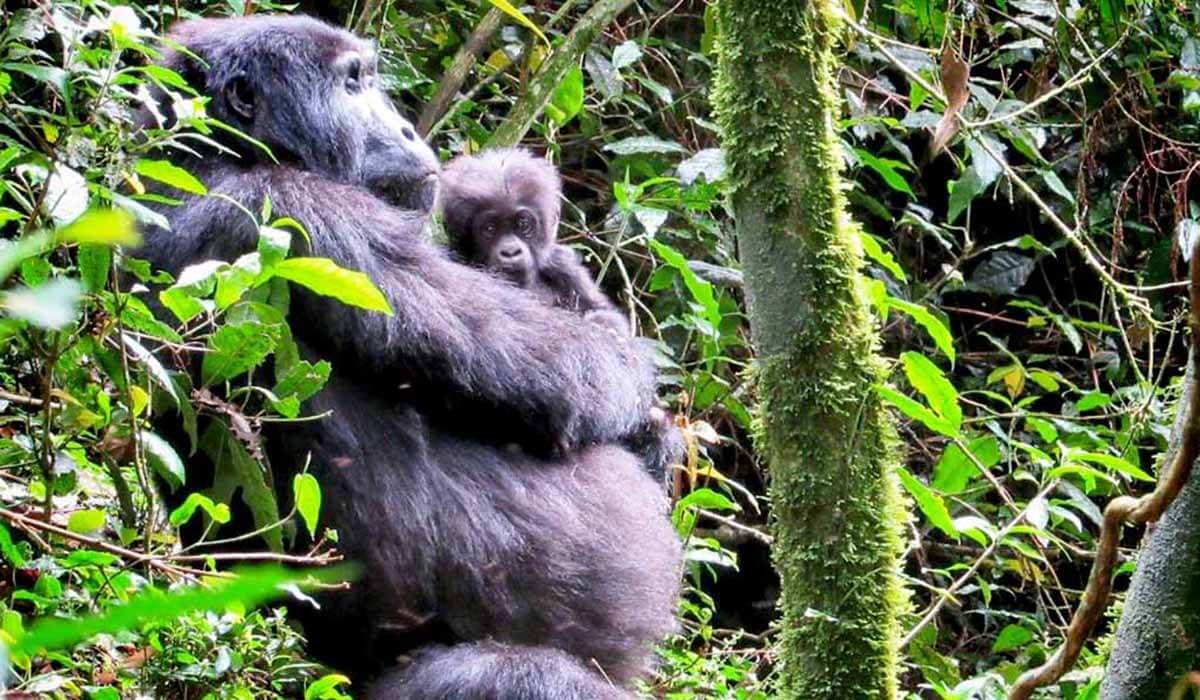 Rwanda tanzania safari