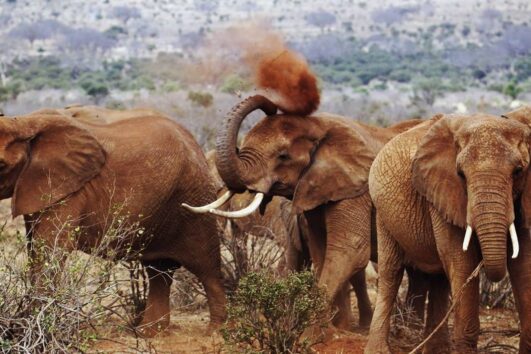4 Days Taste of Kenya Amboseli and Tsavo East or Tsavo West Safari