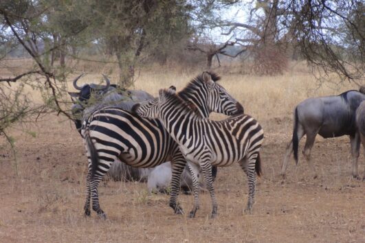 2 Day Ruaha National Park Tour