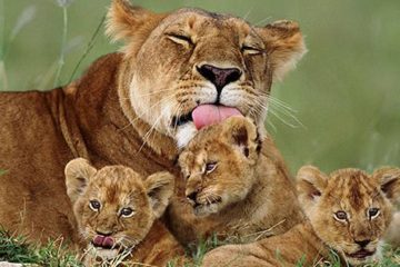 10 Tanzania Safari & Zanzibar Beach Guides of Africa