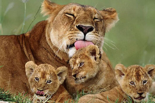 10 Tanzania Safari & Zanzibar Beach Guides of Africa