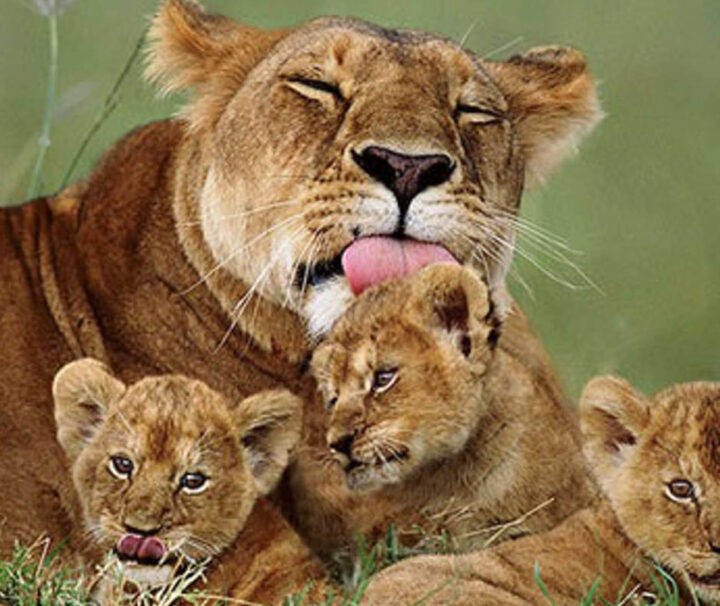 10 Tanzania Safari & Zanzibar Beach Guides of Africa