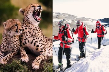 12 days Kilimanjaro and safari combined Guides of Africa