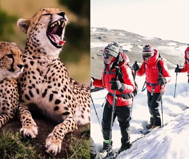 12 days Kilimanjaro and safari combined Guides of Africa