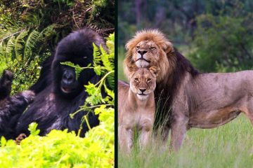 14 Days Rwanda Gorillas Serengeti Zanzibar Safari Guides of Africa