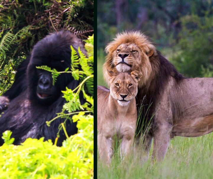 14 Days Rwanda Gorillas Serengeti Zanzibar Safari Guides of Africa