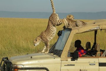 2 Days Fly In Masai Mara Safari Guides of Africa