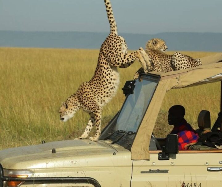 2 Days Fly In Masai Mara Safari Guides of Africa