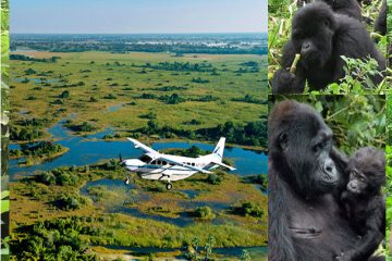 4 Days Uganda Gorilla Trekking Fly Tour Guides of Africa