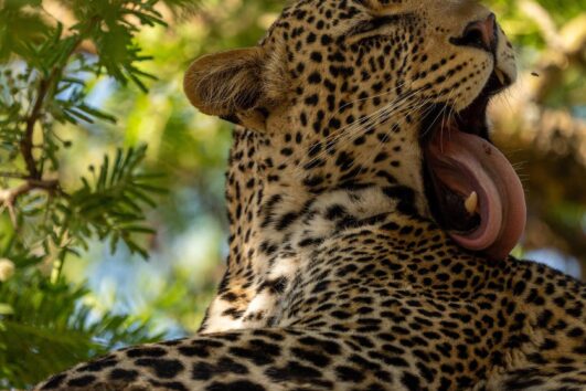 8 Day Safari in Tanzania and Zanzibar Beach Holiday