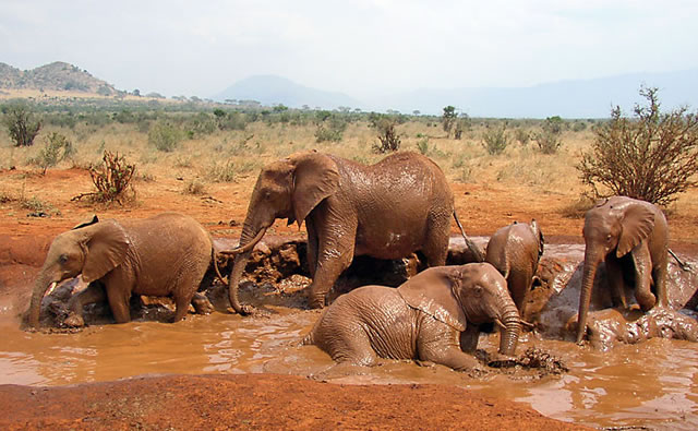 Day Trip Explore Tsavo East on a Safari from Malindi Watamu Ways