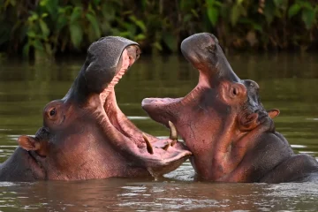 Lake Naivasha Day Trip Guides of Africa