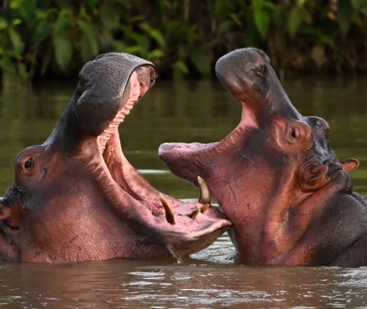 Lake Naivasha Day Trip Guides of Africa