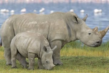 Lake Nakuru Day Trip Kenya Guides of Africa