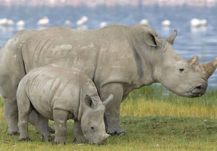 Lake Nakuru Day Trip Kenya Guides of Africa