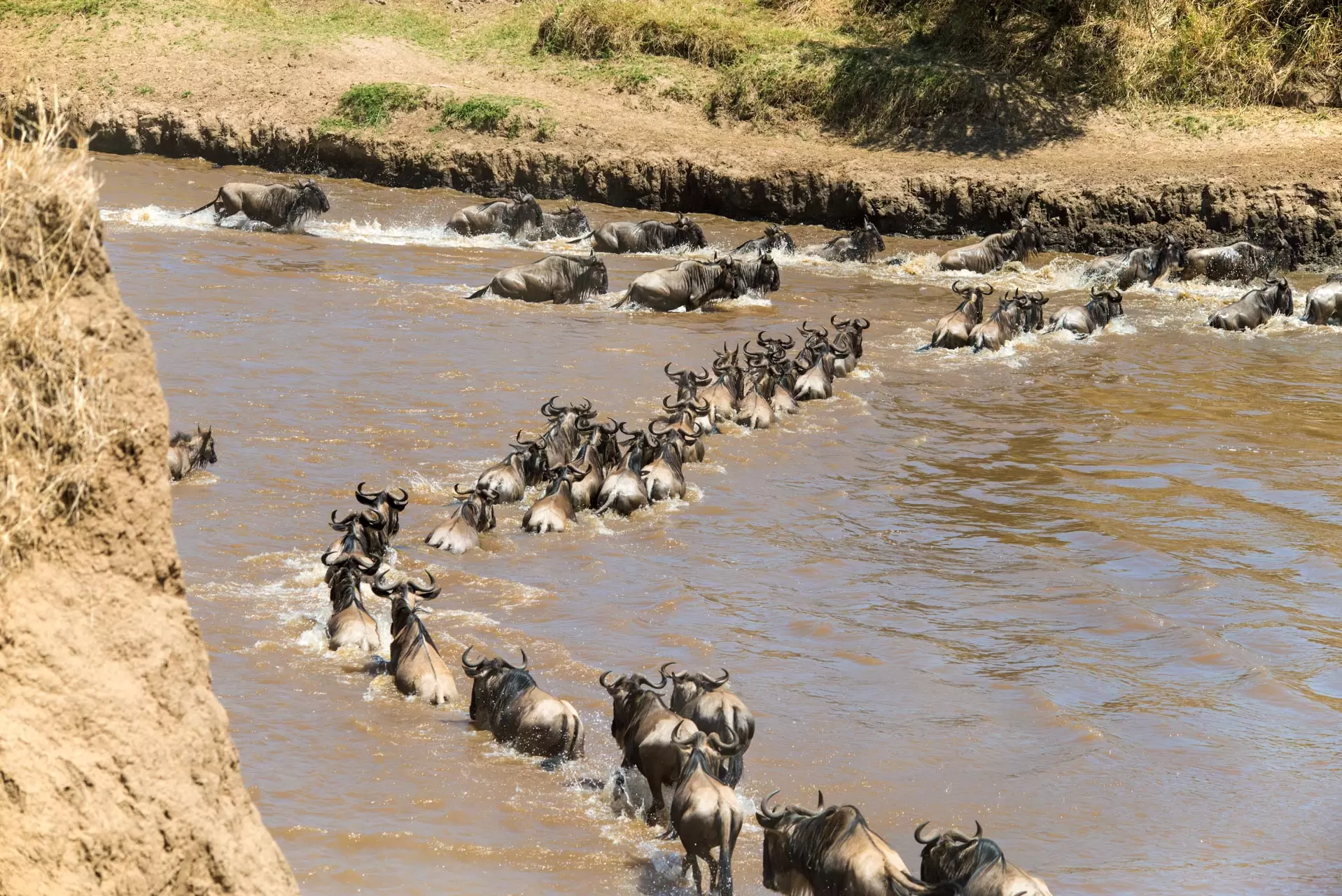 6 Day Classic Serengeti Migration Mara River Crossing Guides of Africa