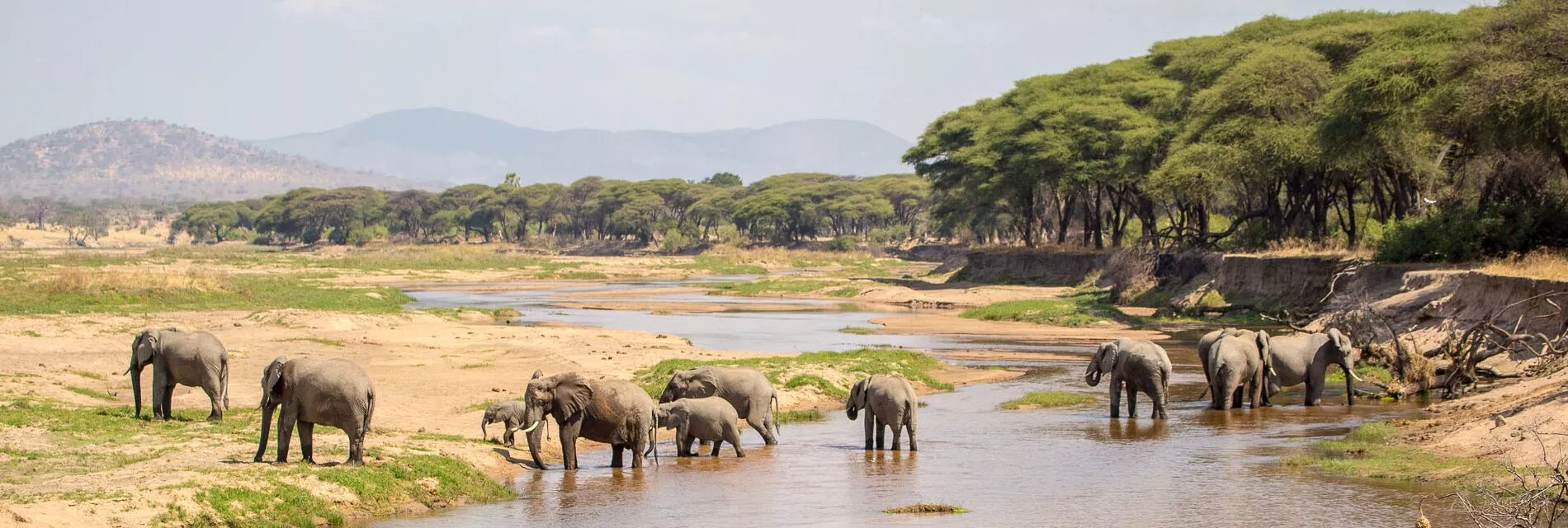 Day Trip to Mikumi National Park Fly from Zanzibar Guides of Africa 