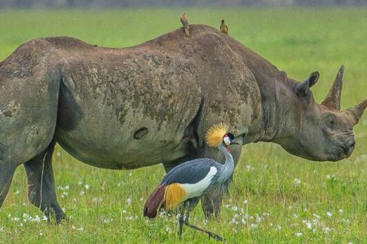 Tanzania 3 Day Safari from Zanzibar Guides of Africa