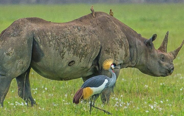 Tanzania 3 Day Safari from Zanzibar Guides of Africa