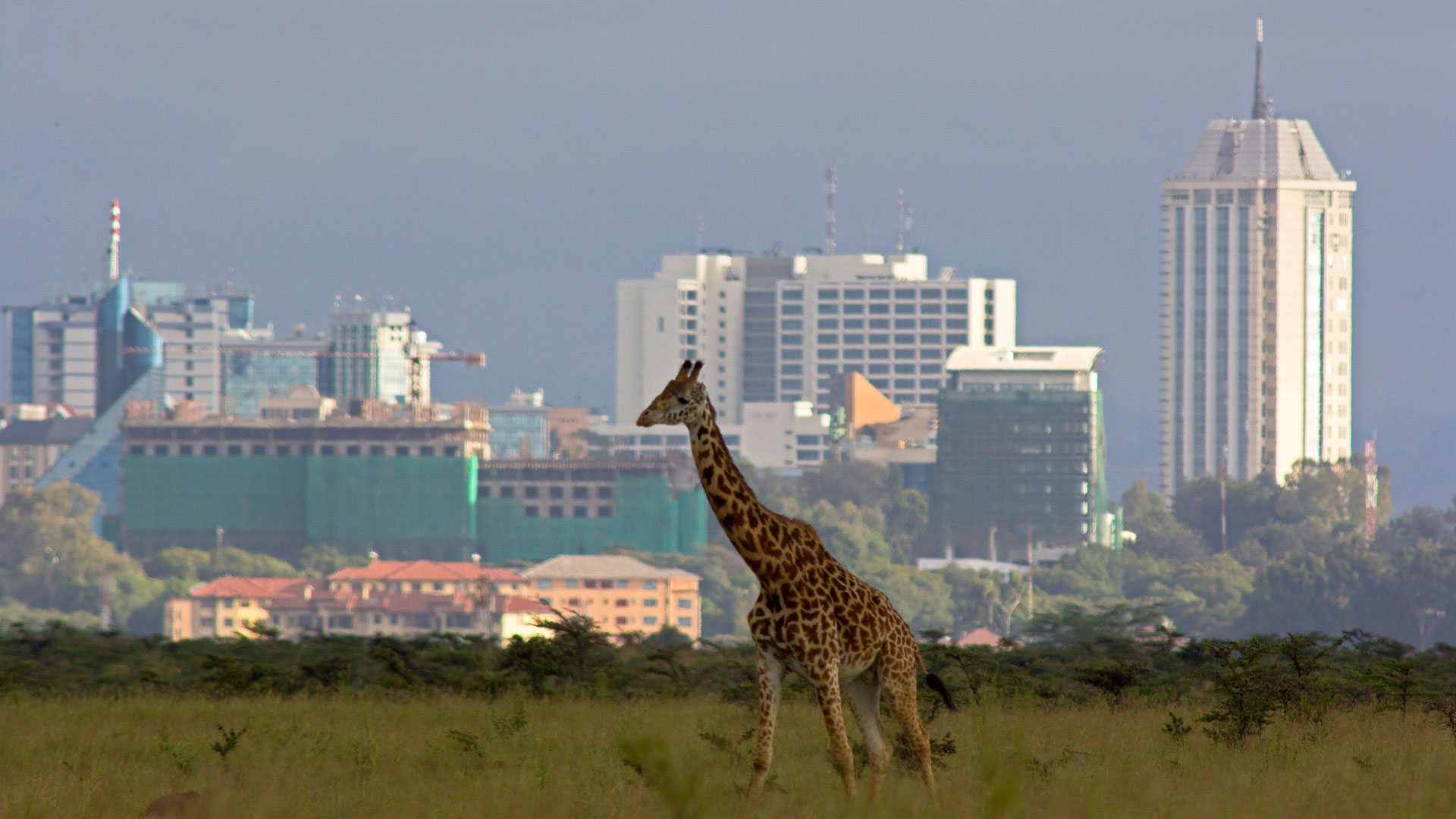 Kenya Guides of Africa